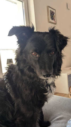Henry - ein treuer Freund
