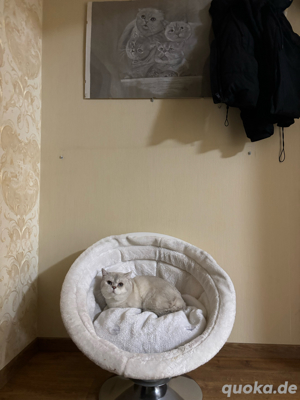 Bkh Britisch Kurzhaar Kater mit Stammbaum Bild 5