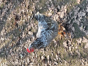 Bruteier von Schwedischen Blumenhühnern BE Sk nsk Blommehöna Bild 4