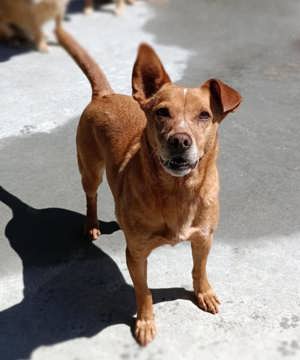 LARA    ein Sonnenschein auf vier Pfoten  Bild 4