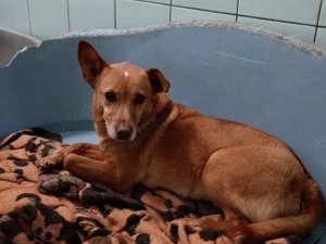 LARA    ein Sonnenschein auf vier Pfoten  Bild 3