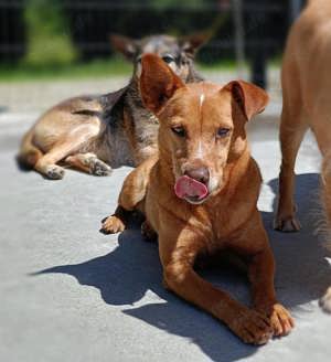 LARA    ein Sonnenschein auf vier Pfoten  Bild 7