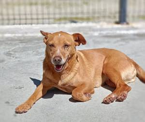 LARA    ein Sonnenschein auf vier Pfoten  Bild 5