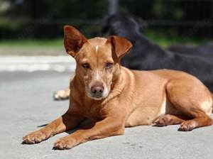 LARA    ein Sonnenschein auf vier Pfoten  Bild 6