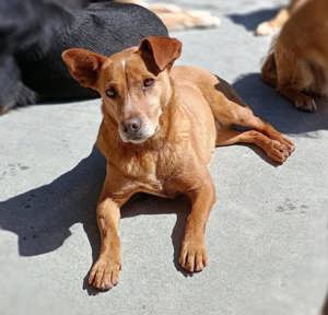 LARA    ein Sonnenschein auf vier Pfoten  Bild 2