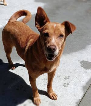 LARA    ein Sonnenschein auf vier Pfoten  Bild 8