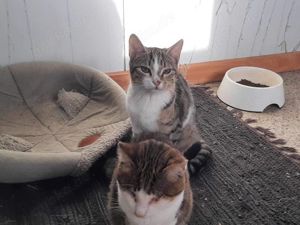 Isla, schüchternes Katzenmädchen, ca. 1 Jahr