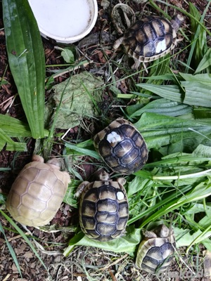 Testudo marginata sarda Albino T+ 66% HETs (Breitrandschildkröte) 