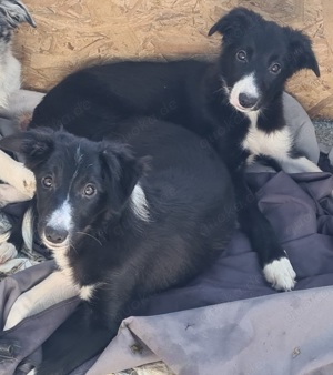 Border Collie Arbeitslinie