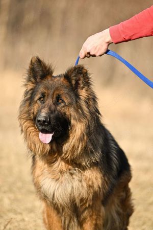 Mister Max, sanfter Rüde, ca. 5 Jahre, ca. 60 cm, ca. 30 kg