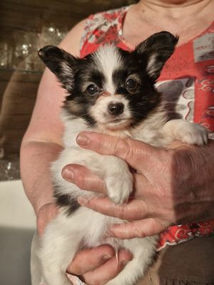 Reinrassige Papillon Welpen - Liebevoll in Familienhand aufgewachsen!