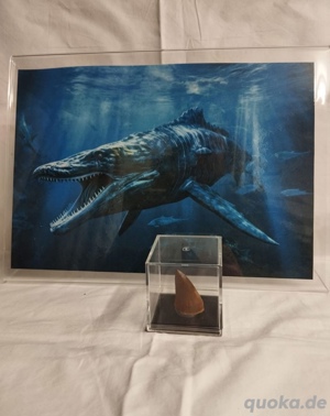 Echte Dinosausierzähne aus Sammlung