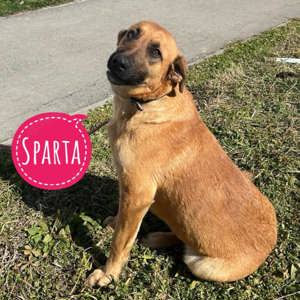 Sparta, wunderhübsche Belgischer Schäferhund Labrador Mix Hündin