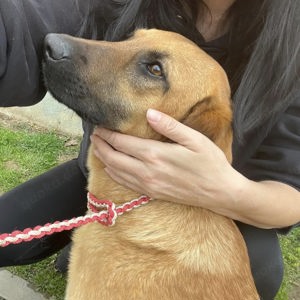 Sparta, wunderhübsche Belgischer Schäferhund Labrador Mix Hündin Bild 3
