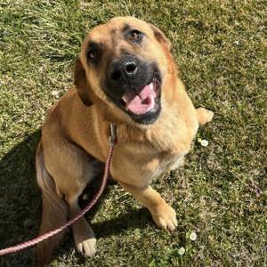 Sparta, wunderhübsche Belgischer Schäferhund Labrador Mix Hündin Bild 2