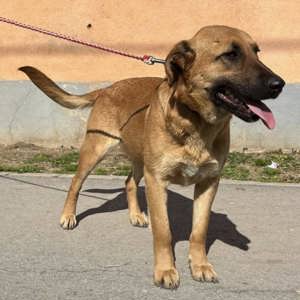 Sparta, wunderhübsche Belgischer Schäferhund Labrador Mix Hündin Bild 6