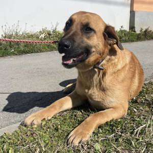 Sparta, wunderhübsche Belgischer Schäferhund Labrador Mix Hündin Bild 4