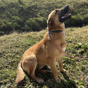 Sparta, wunderhübsche Belgischer Schäferhund Labrador Mix Hündin Bild 5