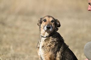 Suzy, neugierige Hundeomi, ca. 13 Jahre, ca. 48cm, ca. 11 kg