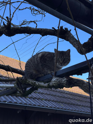Katze sucht neues Zuhause  Bild 6