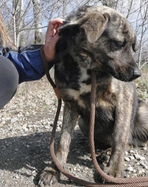 Aska, wunderhübsche Majorero Canario Bardino Mix Hündin Bild 5