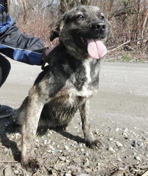 Aska, wunderhübsche Majorero Canario Bardino Mix Hündin Bild 4