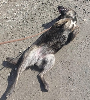 Aska, wunderhübsche Majorero Canario Bardino Mix Hündin Bild 3