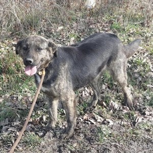 Aska, wunderhübsche Majorero Canario Bardino Mix Hündin Bild 2