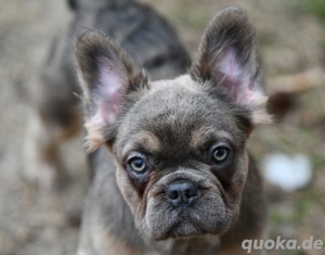 Französische Bulldogge Hündin Ahnentafel 