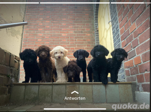 Labradoodle Rüde zum Decken