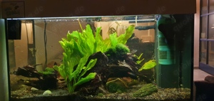 Notverkauf: Juwel Rio 120 l Aquarium-Komplettset wegen Umzug