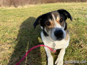 hazel sucht dringend ein zuhause mit 2. Hund katze 