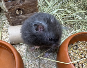 junge Goldhamster in verschiedenen Farben