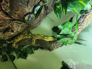 Rhacodactylus leachianus