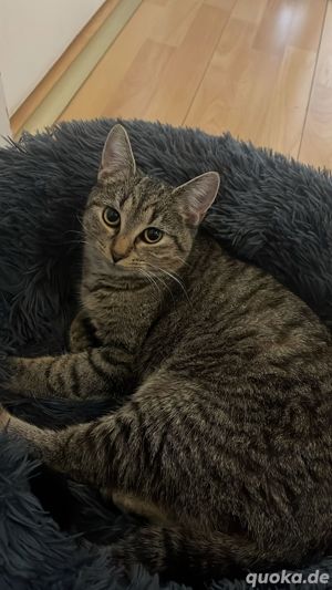 Zaytone sucht ein neues zu Hause