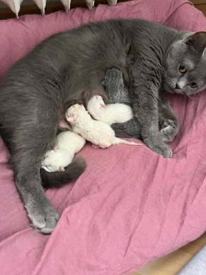 Deckkater BKH Bild 6