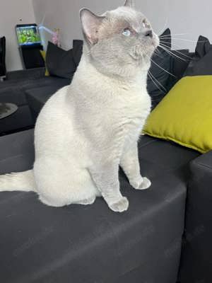 Deckkater BKH Bild 3