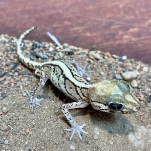 Pareodura picta - Madagassische Großkopfgeckos NZ 2024