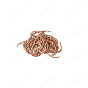 Dentrobena lebend - 1Kg (aus Deutschland)