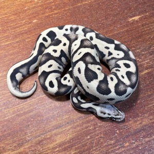 1,0 Desert Ghost Leopard Pastel, NZ 2024