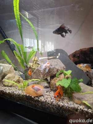 Verkaufe ,Aquarium 150cm Komplett mit Unterschrank u Technik usw