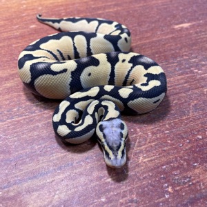 1,0 Pastel Desert Ghost, NZ 2024
