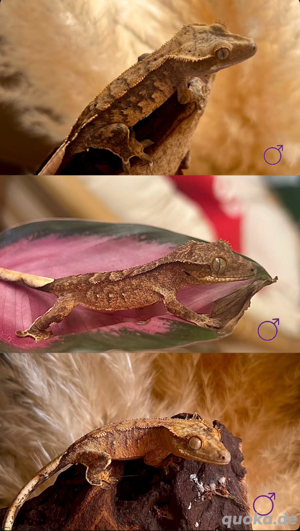 3.0 Kronengecko Jungtiere (Correlophus ciliatus) 