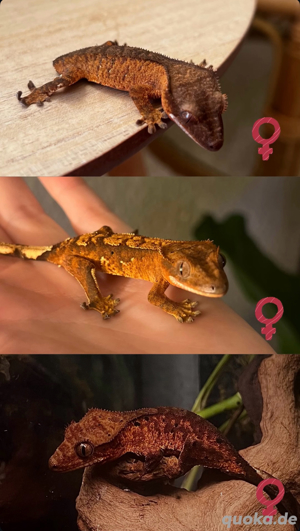 0.3 Kronengecko Jungtiere (Correlophus ciliatus)