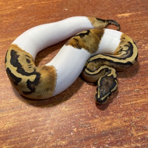 0,1 Gravel oder Yellow Belly Piebald - NZ 2024