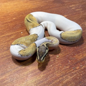 1,0 Super Pastel Piebald (Killer Pied) NZ 2024