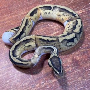 1,0 Pastel Piebald , NZ 2024