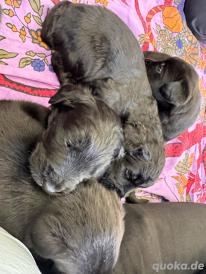 Bernersennnen + Riesenschnauzer Mischlinge Bild 6