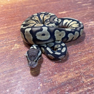0,1 Pastel het. Desert Ghost, NZ 2024