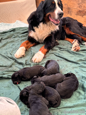 Bernersennnen + Riesenschnauzer Mischlinge Bild 9